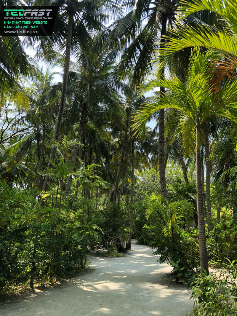 Hình ảnh một khu vườn đầy cau - dừa mát mẻ